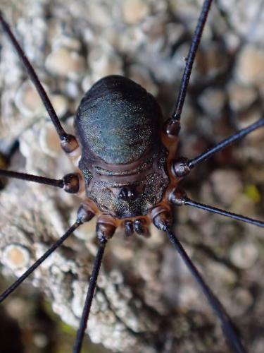 Réf. 268 880 : Leiobunum sp-a